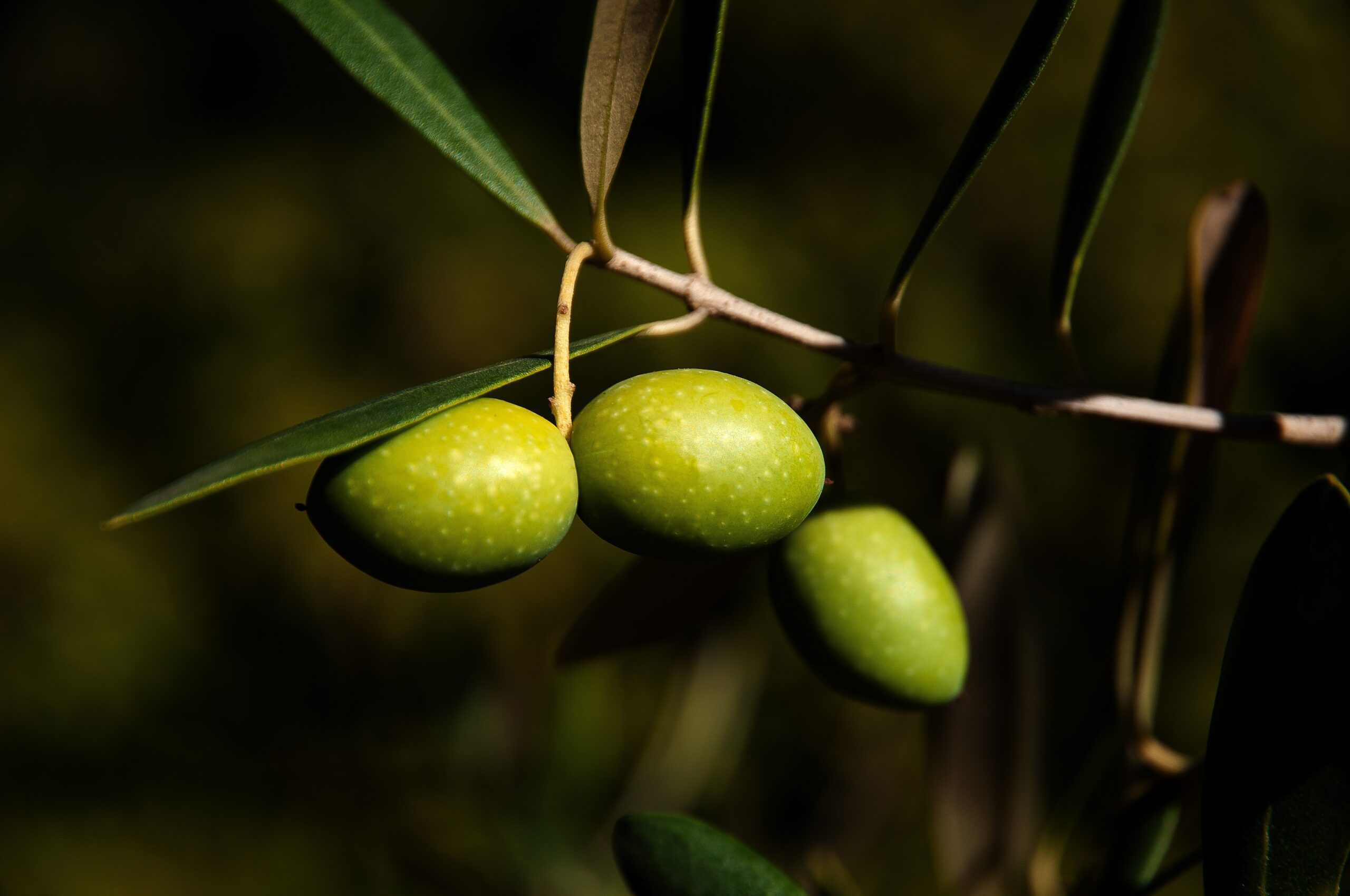 Olives de Provence dans un paysage méditerranéen