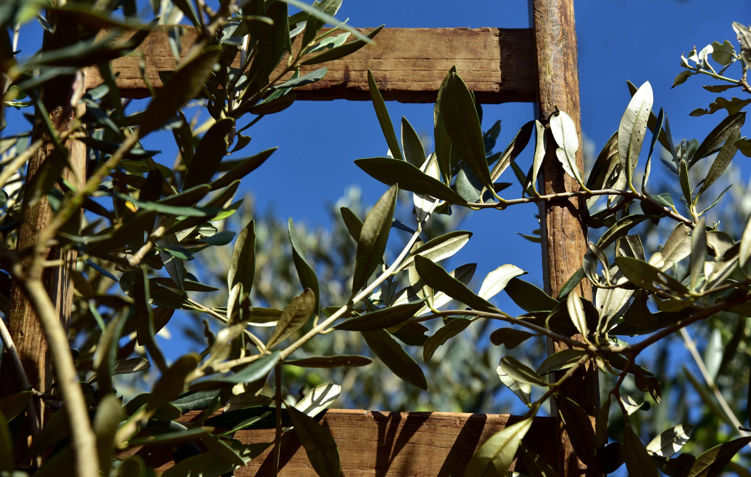 Échelle en bois au milieu des oliviers sous le ciel de Provence